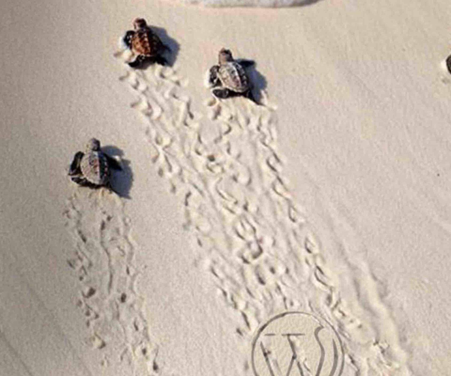 fix slow wordpress website